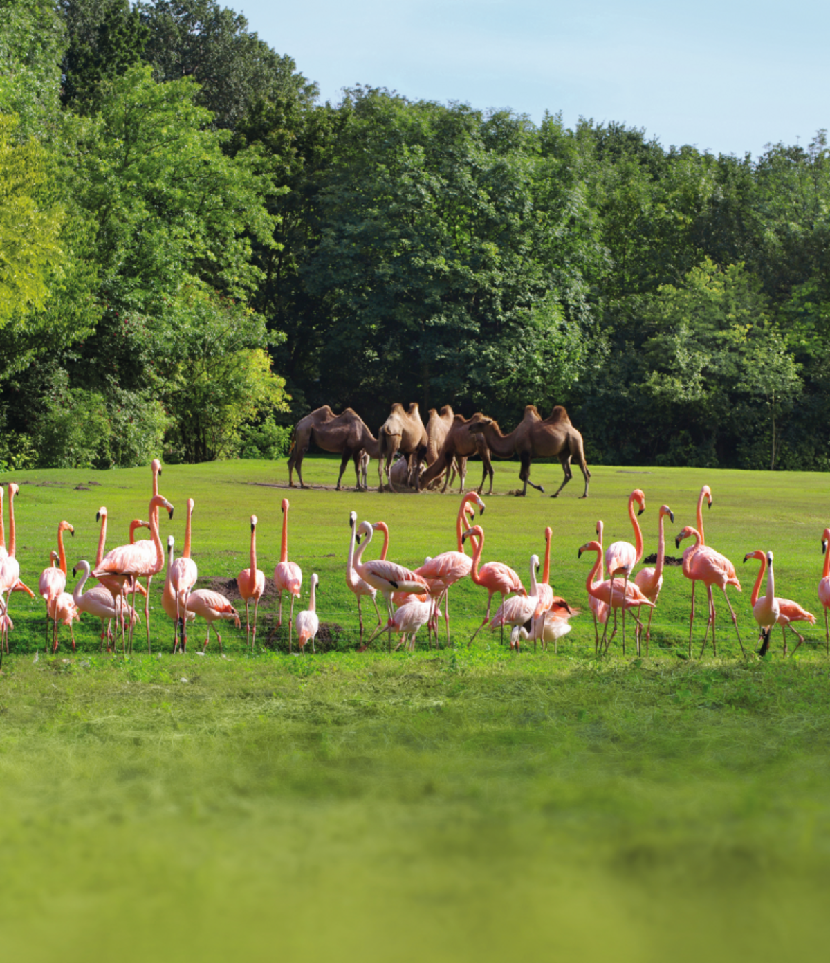 Eine Gruppe von Flamingos genießt die Sonne, während im Hintergrund eine Kamel-Herde grast im Tierpark Berlin