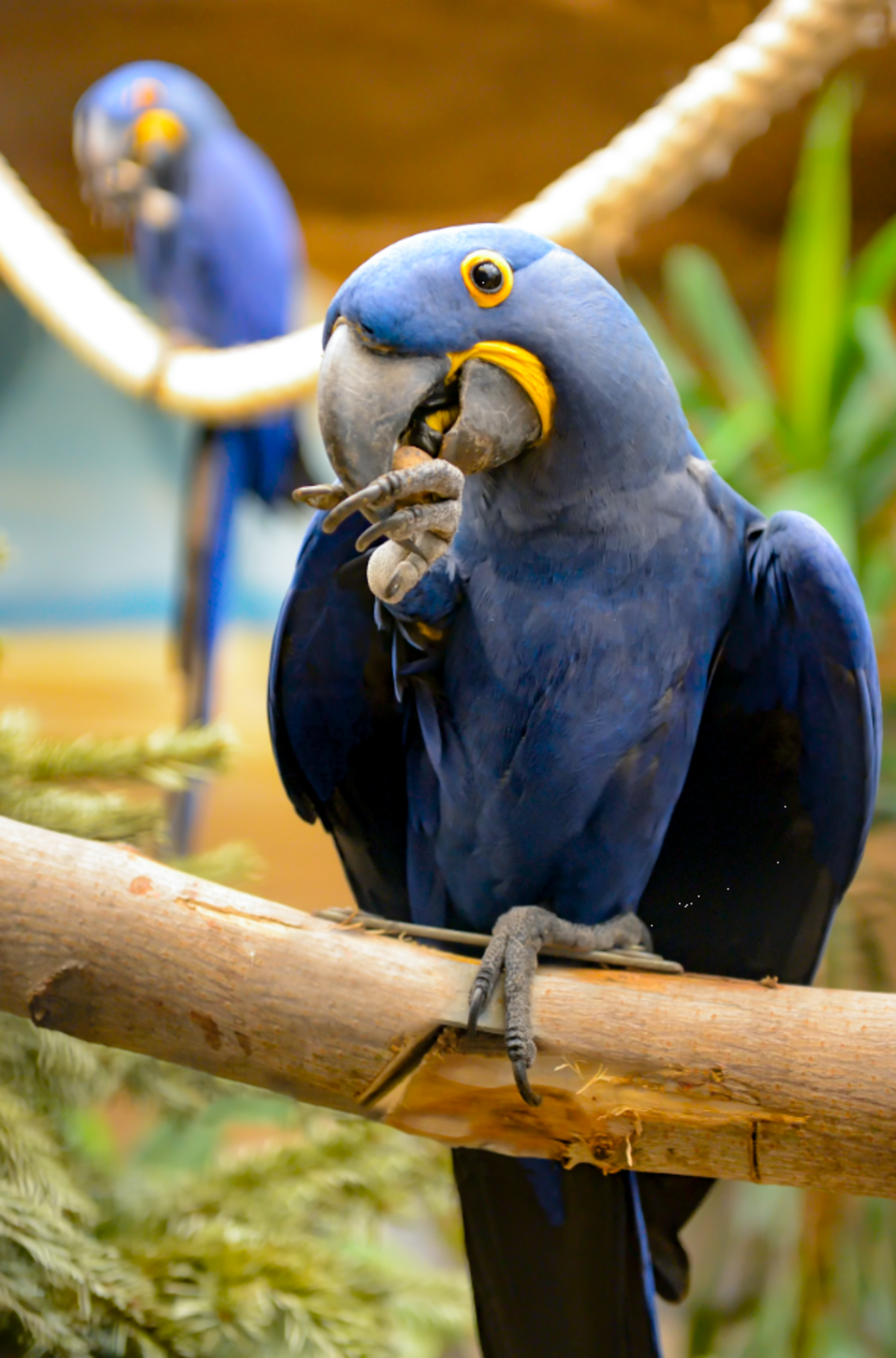 Ein blauer Ara frisst eine Nuss aus seiner Kralle im Zoo Berlin