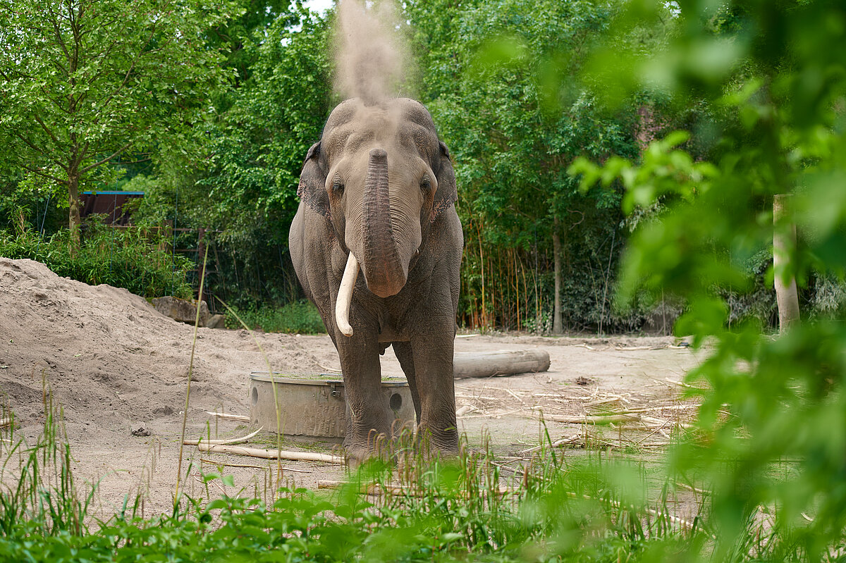 Ein Elefant im Allwetterzoo Münster wirbelt mit dem Rüssel Sand über seinen Rücken, umgeben von grüner Vegetation.