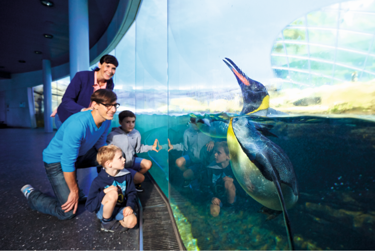 Eine Familie beobachtet einen schwimmenden Königspinguin durch eine große Glasscheibe im Zoo Berlin