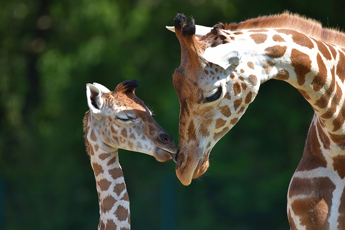 Eine junge Giraffe leckt ihrer Mutter über die Nase im Tierpark Berlin