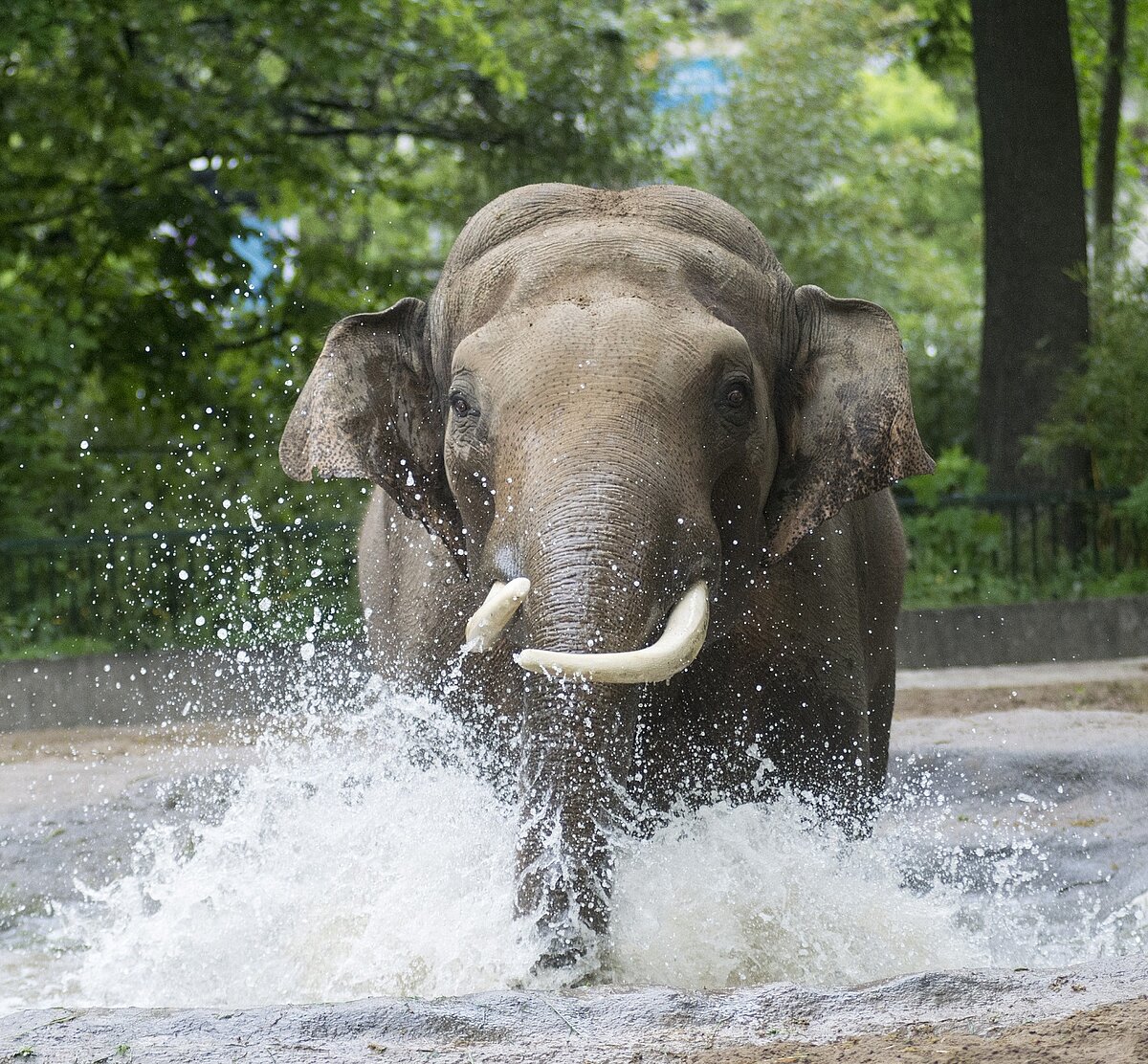 Ein Elefantenbulle badet so ausgiebig, dass das Wasser spritzt im Zoo Berlin