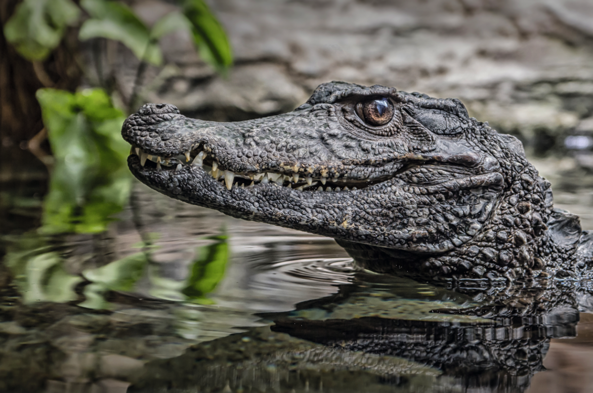 Ein Krokodil lauert im flachen Gewässer im Aquarium Berlin