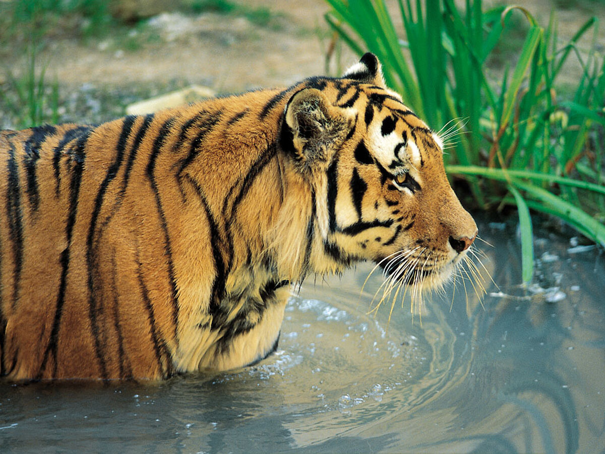 Ein Tiger streift durch einen Teich im Gehege