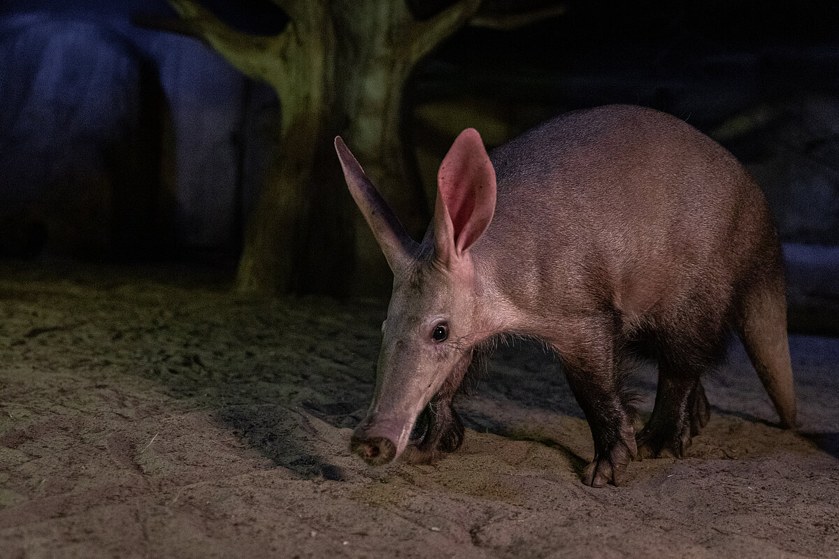 Ein nachtaktives Erdferkel läuft durch seine dunkle Anlage im Zoo Berlin