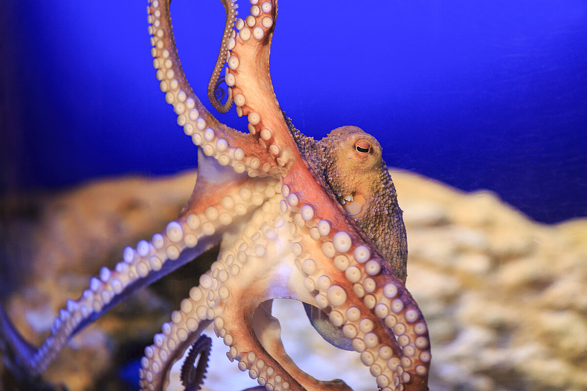 Ein Oktopus breitet in Nahaufnahme die Tentakeln aus
