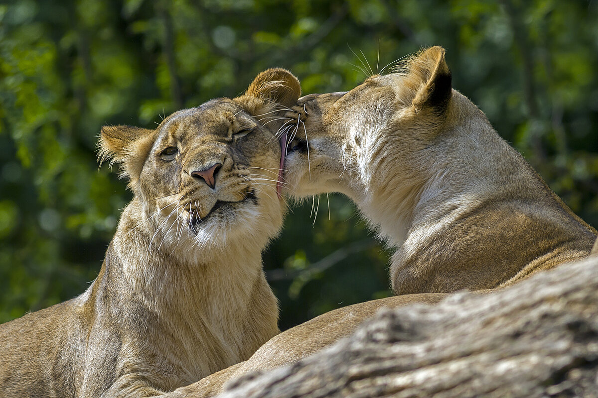 Zwei Löwen bei der gegenseitigen Fellpflege im Zoo Berlin