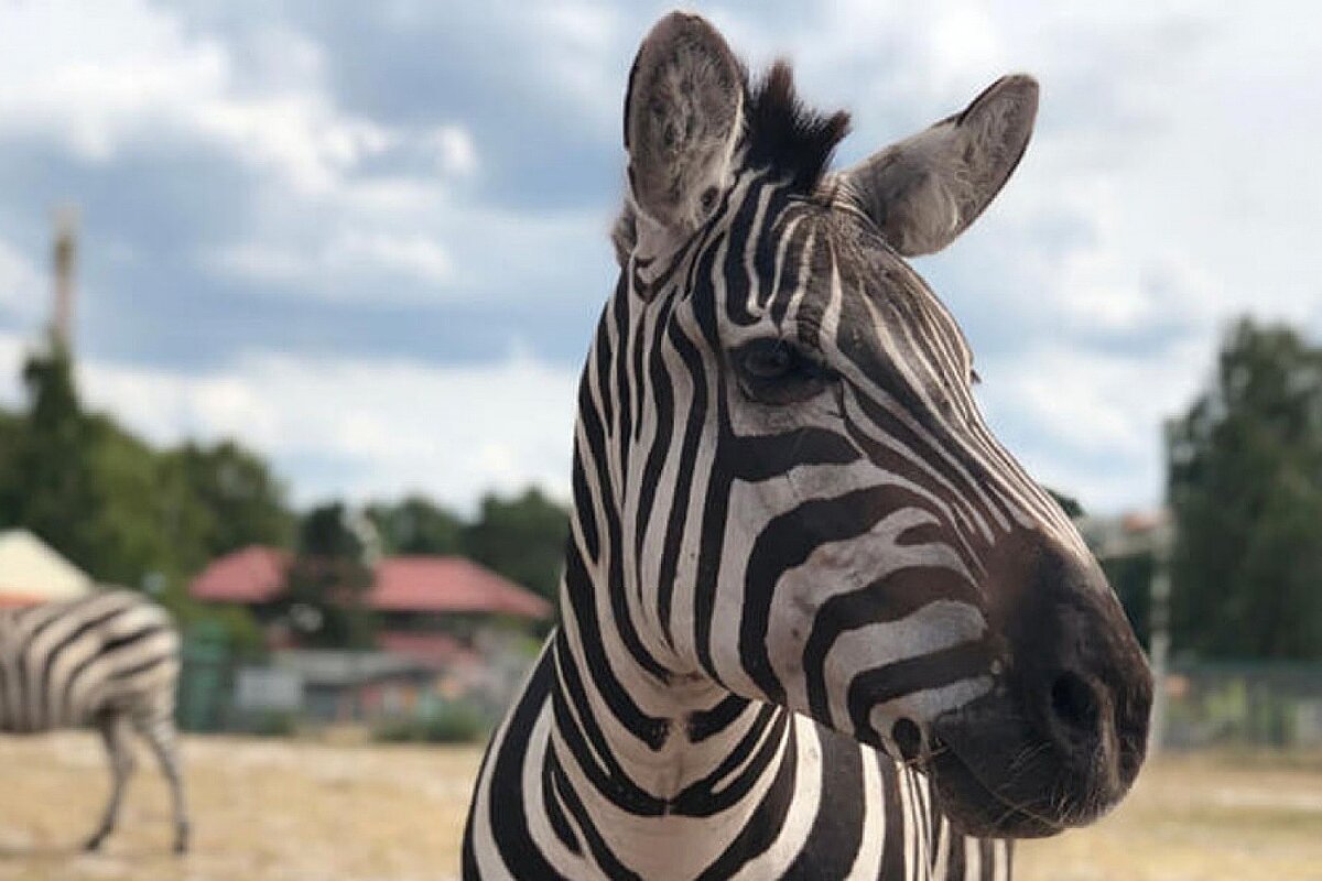 Ein Steppen-Zebra blickt in die Kamera