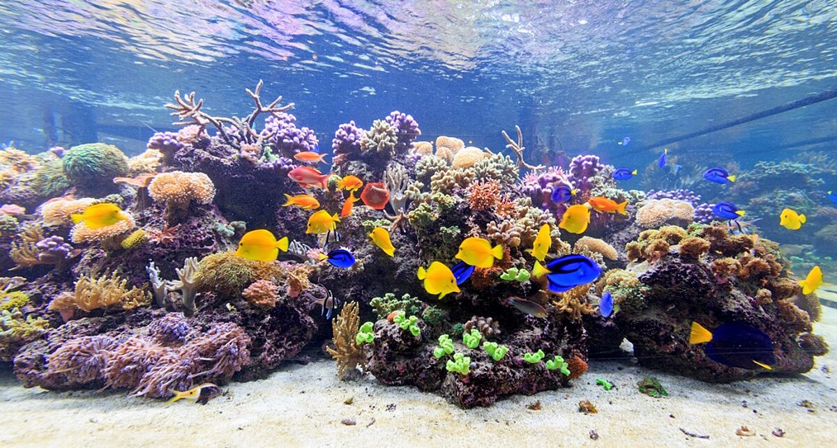 Korallenriff im SEA LIFE Speyer