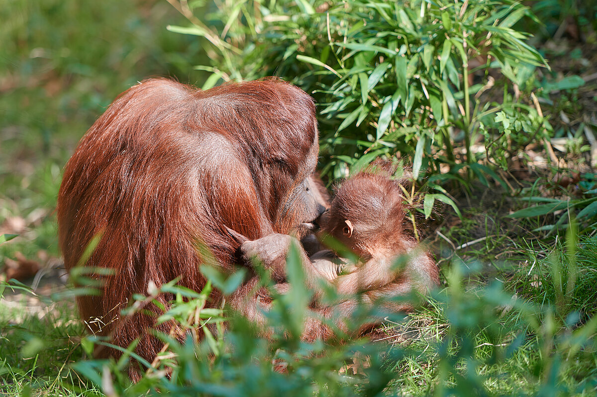 Ein Orang-Utan-Weibchen sitzt im Gras und hält ihr Jungtier liebevoll im Arm, umgeben von Bambuspflanzen.