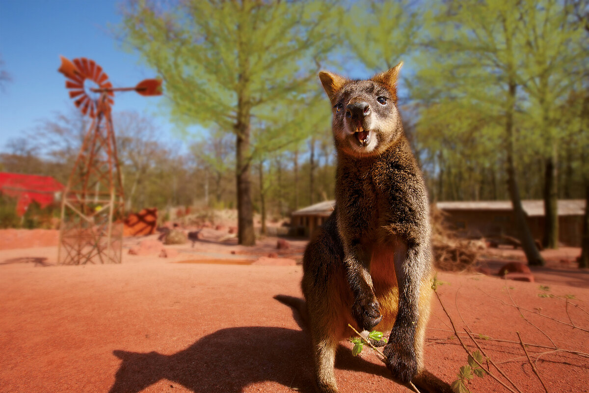 Ein Känguru blickt auf rotem Sand in die Kamera