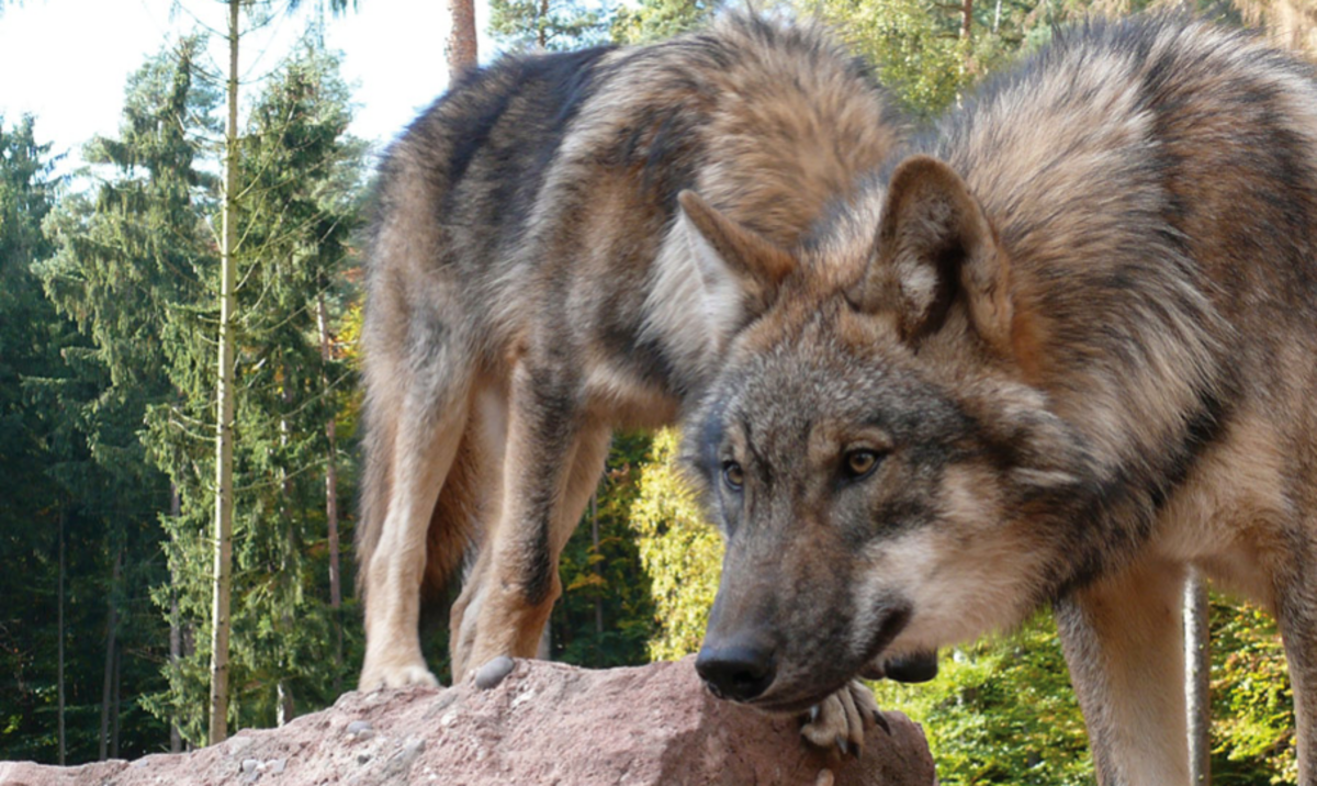 Ein Wolf steht auf einem Felsen vor einem Wald.
