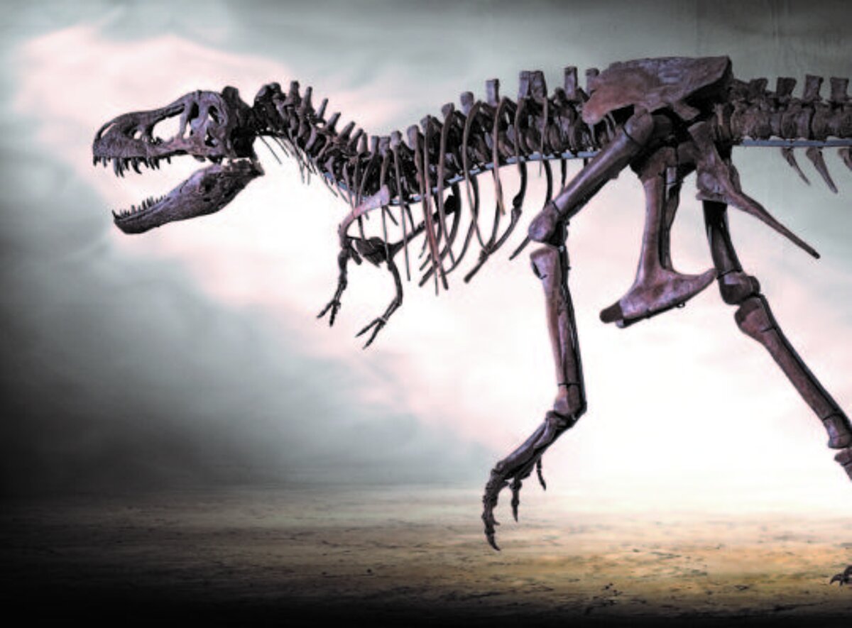 Das ausgestellte Skelett eines T-Rex
