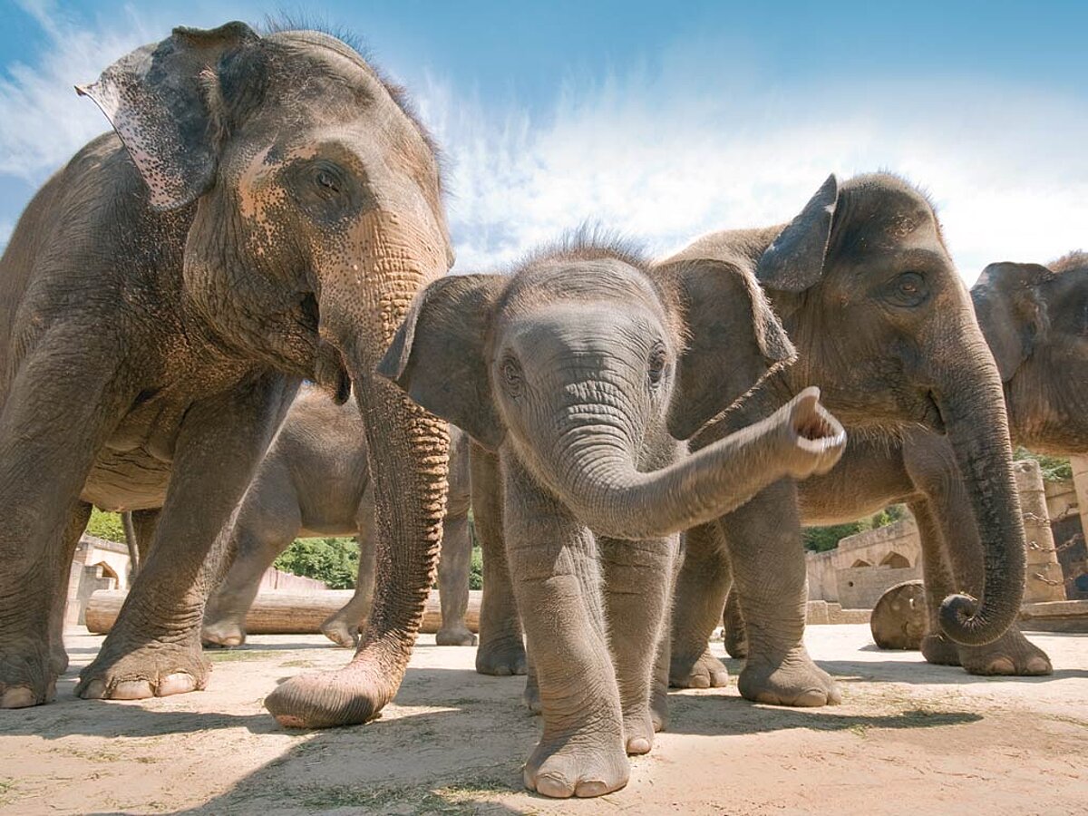 Drei Elefanten, der Kleinste in der Mitte, blicken in die Kamera
