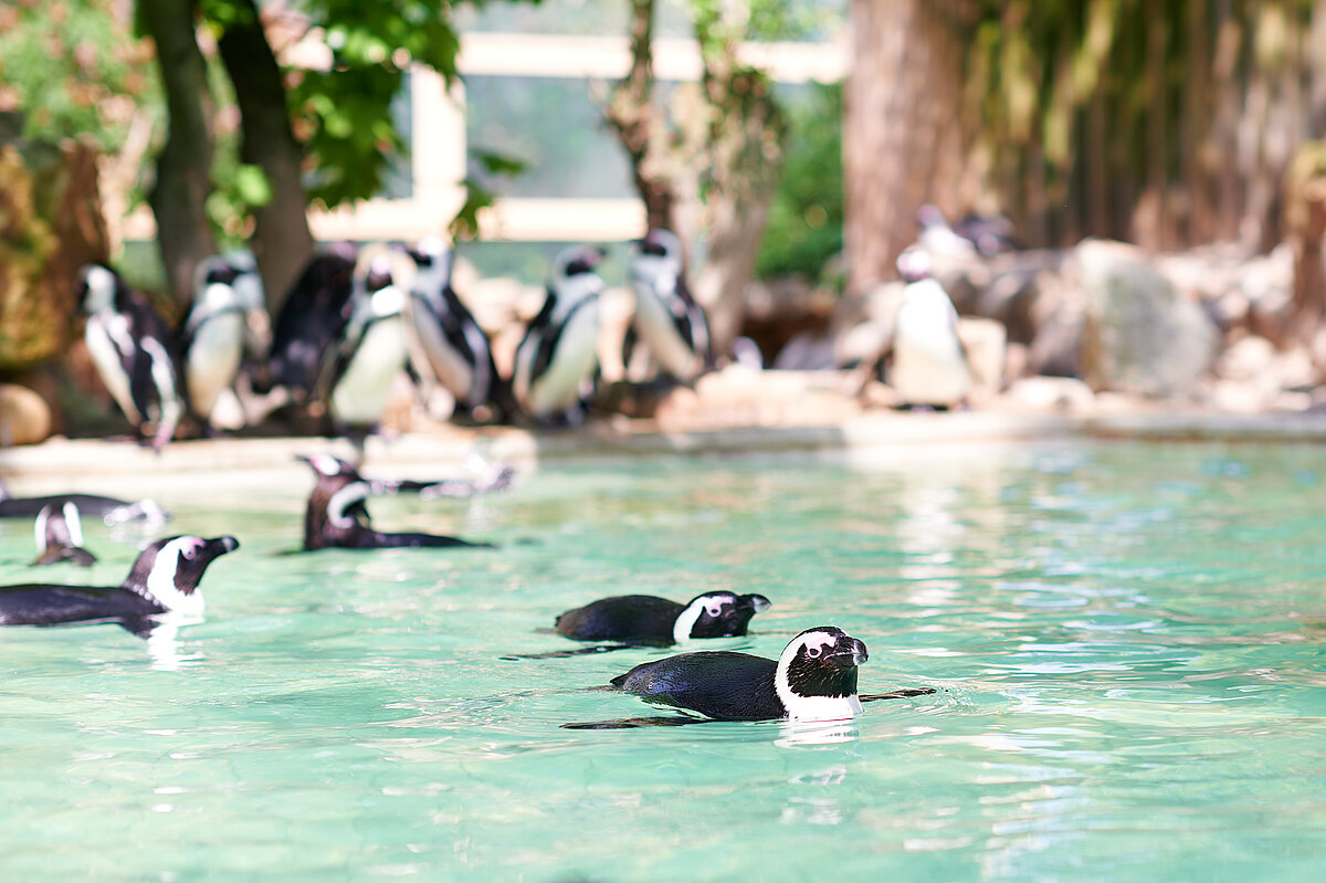 Mehrere Pinguine schwimmen in einem Becken im Allwetterzoo Münster, weitere Tiere stehen am Beckenrand.
