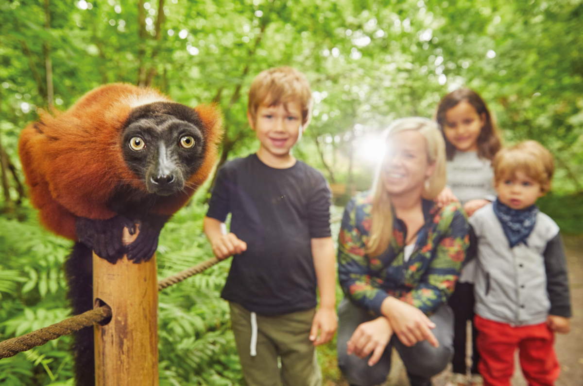 Eine Familie kommt einem Roten Vari im Vari-Wald des Tierpark Berlin ganz nah