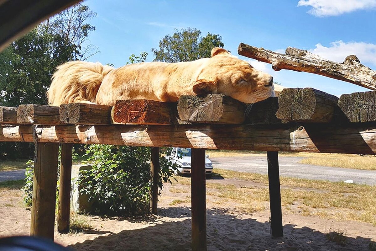Eine Löwin schläft auf einer Hozkonstruktion
