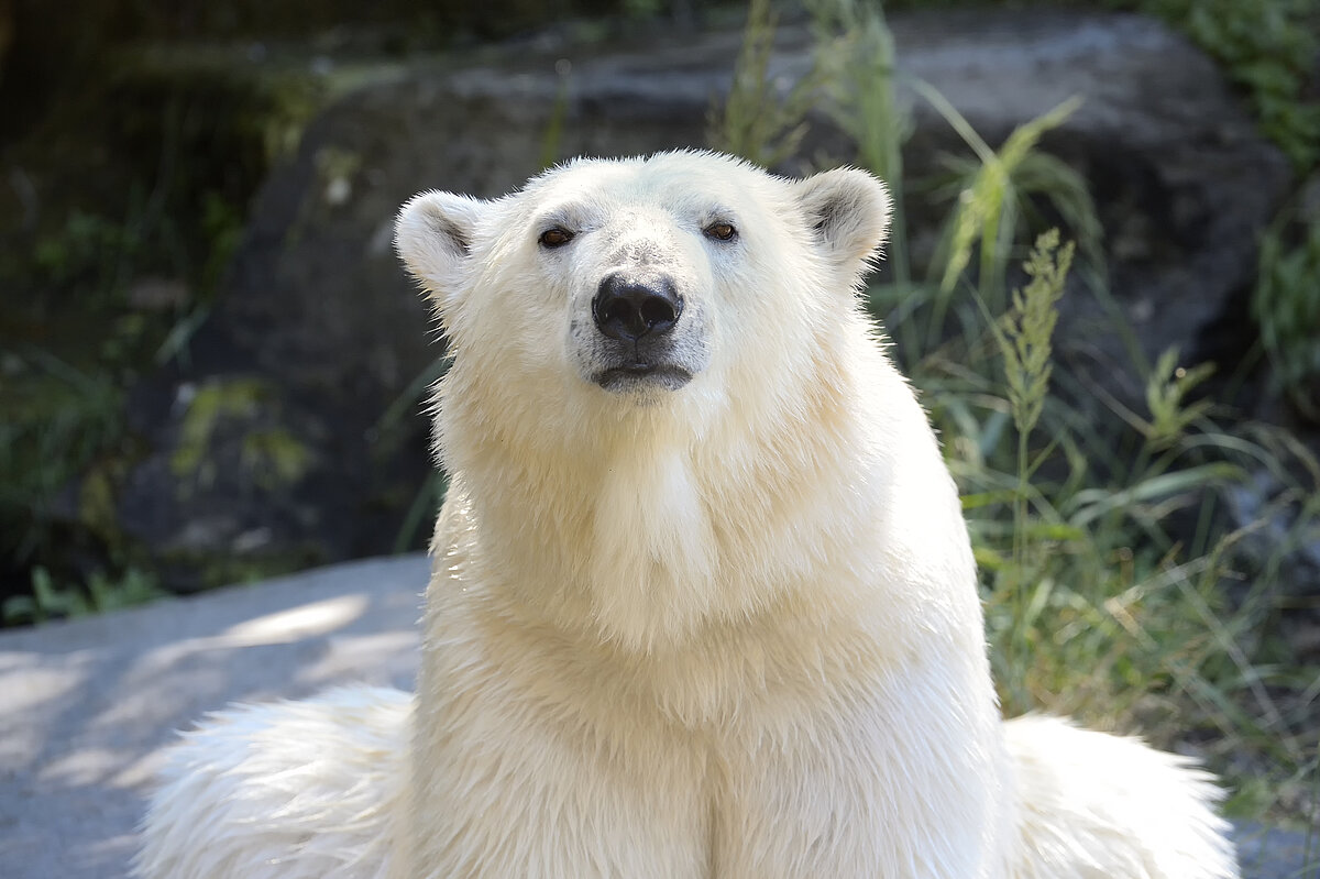 Ein Eisbär beobachtet aufmerksam seine Umgebung im Tierpark Berlin