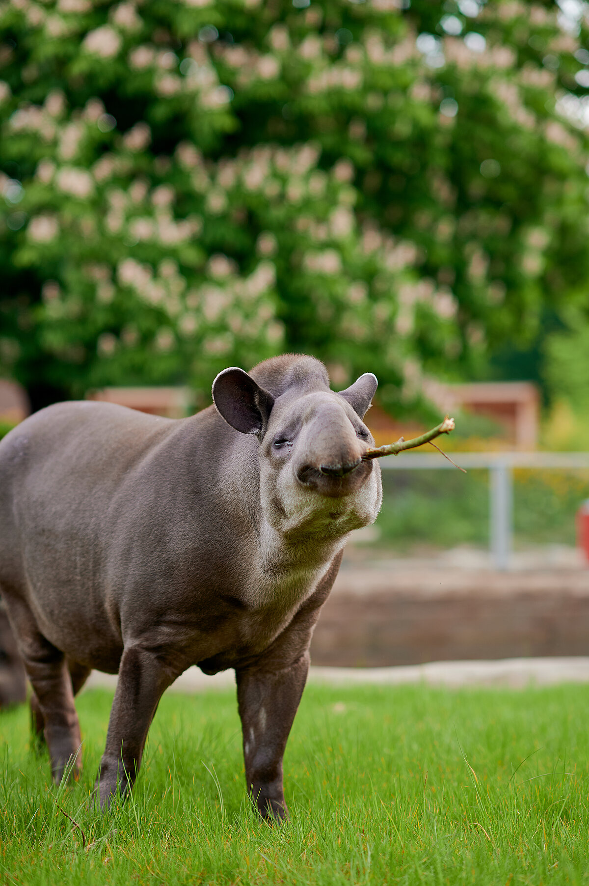 Ein Flachlandtapir auf einer Wiese im Zoo hält einen Zweig im Maul und blickt in die Kamera, im Hintergrund blüht ein Baum.