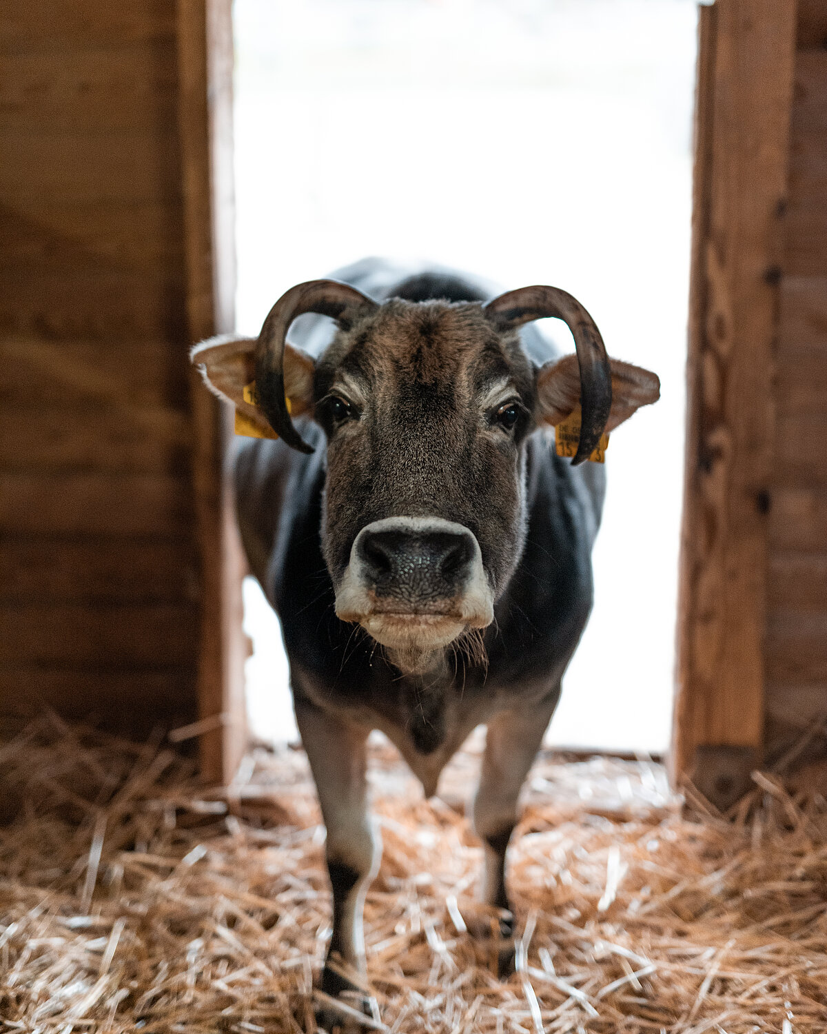 Ein Kuh mit Hörnern blickt fronatl in die Kamera.