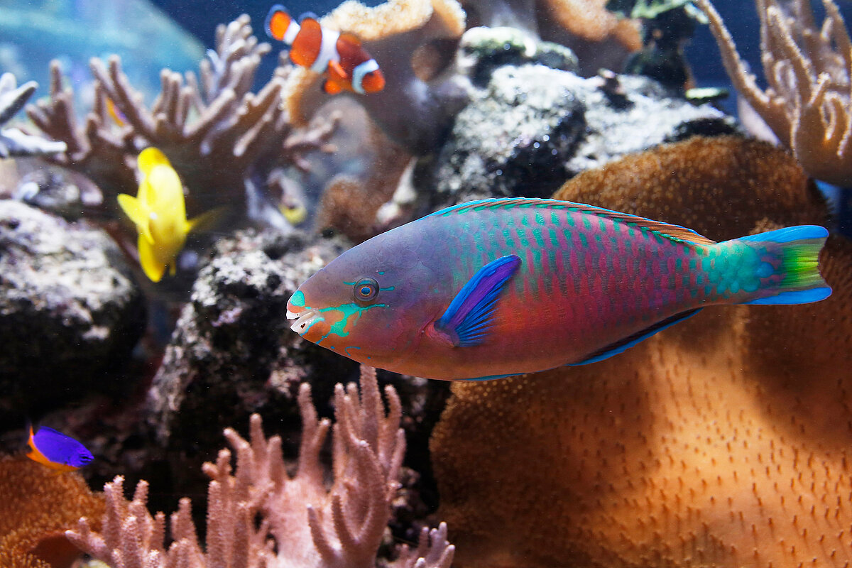 Bunte Unterwasserwelt im SEA LIFE Speyer