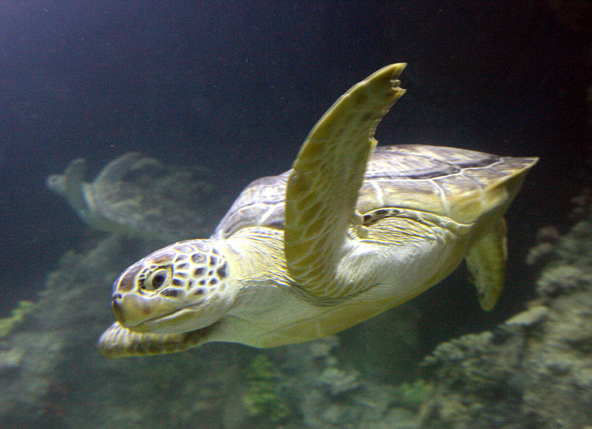 Schildköte im SEA LIFE Konstanz