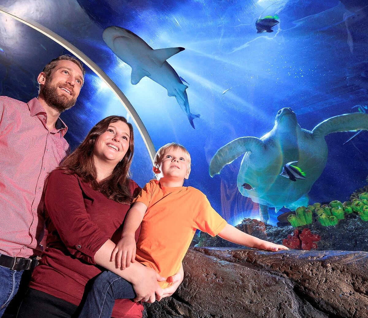 Ein famile steht vor einem Aquarium in dem Ein hai und eine Schildkröte schwimmen.