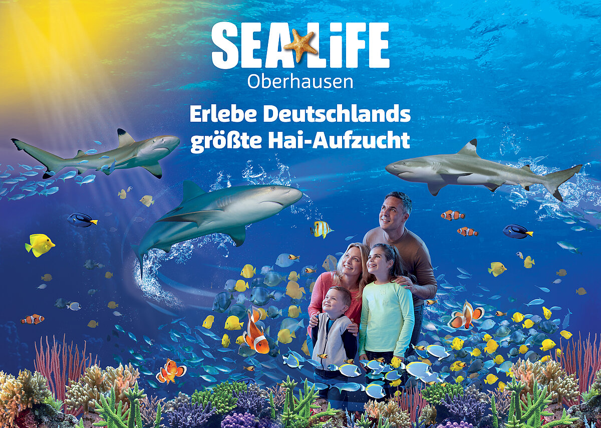 Erlebe Deutschlands größte Hai-Aufzucht im SEA LIFE Oberhausen