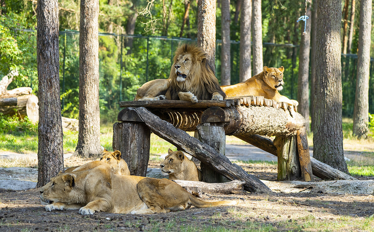Löwen in ihrem Wild-Areal im Serengeti-Park
