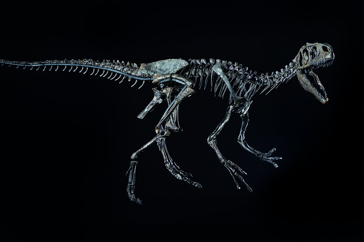 Das Skelett eines Allosauriers