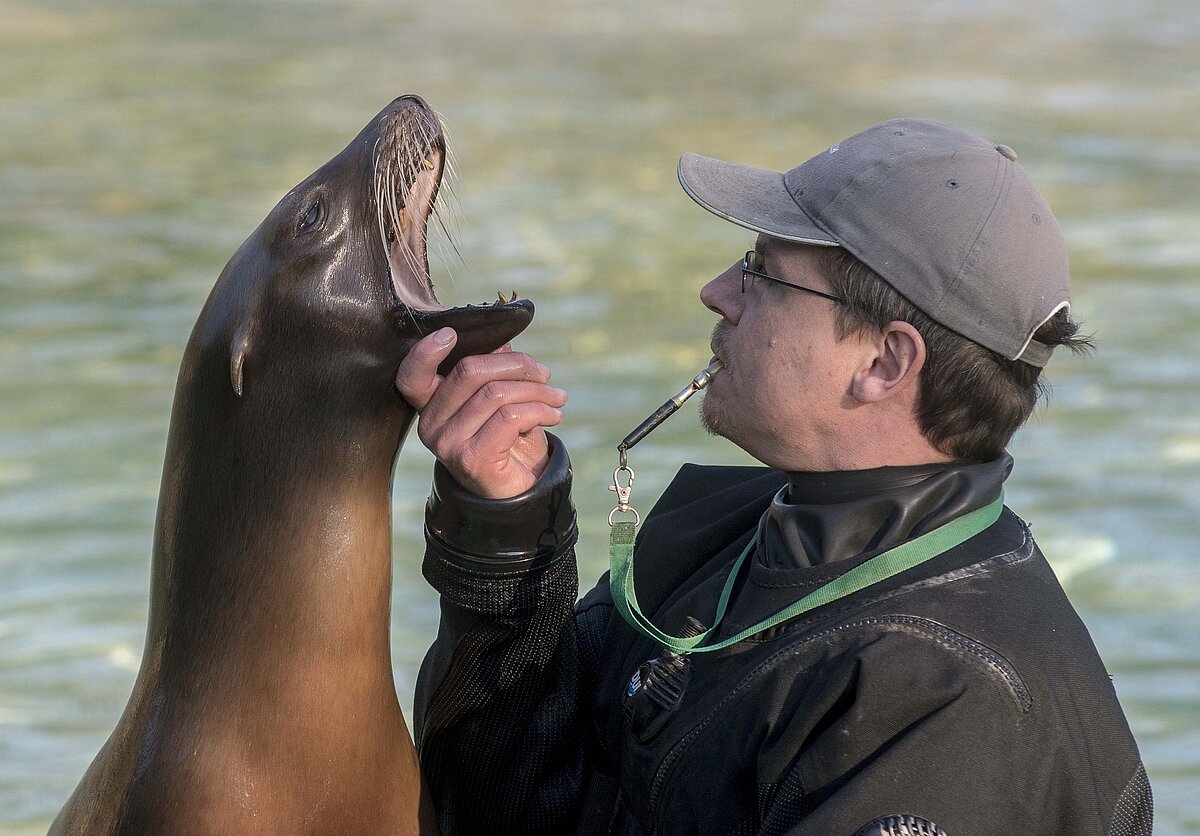 Ein Seelöwe öffnet sein Maul, während ein Tierpfleger im Rahmen einer Routine-Kontrolle hineinschaut im Zoo Berlin